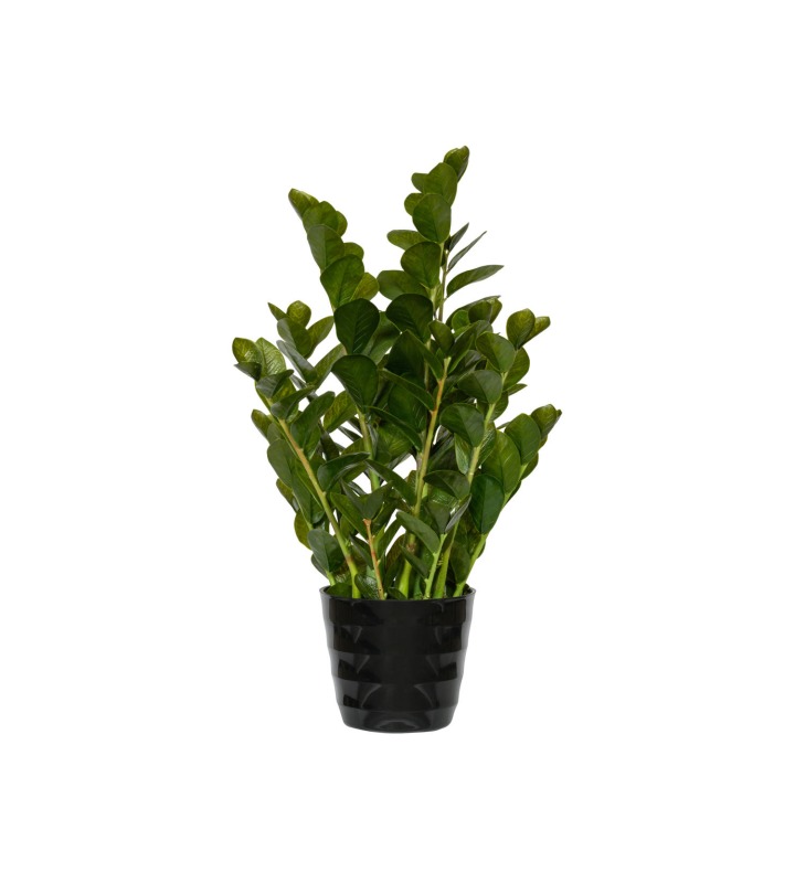 Pflanze Zamioculcas