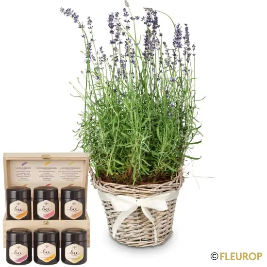 [82189] Duft der Provence (Lavendel) mit Honig Geschenk-Set von Bee-Family