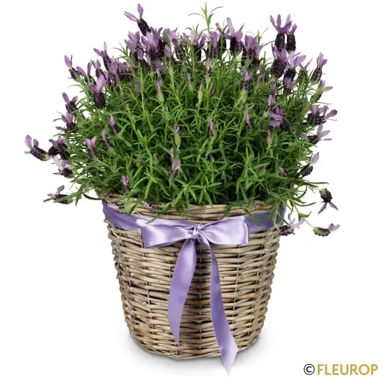 Duftender Sommergruss (Lavendel)