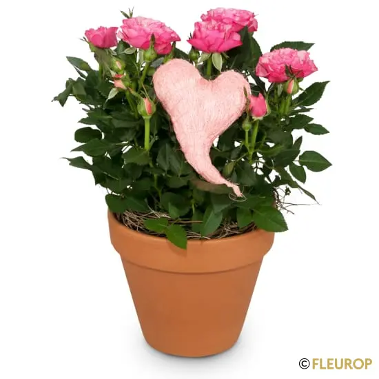 Herzliche Überraschung (Rosenpflanze)