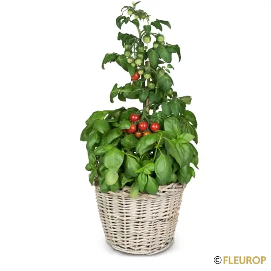 Italian Feeling (Basilikum & Tomatenpflanze)