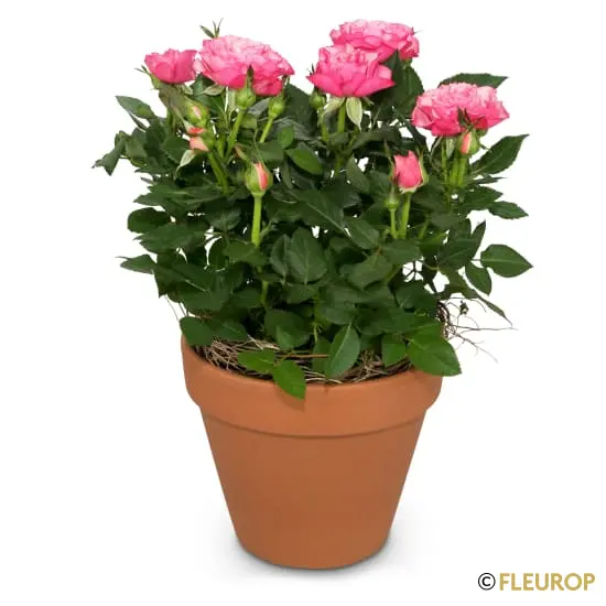 Liebevolle Überraschung (Rosenpflanze)