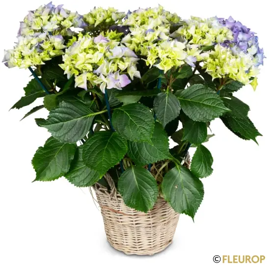 Vintage-Charme (Hortensie blau)