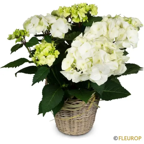 Vintage-Charme (Hortensie weiss)