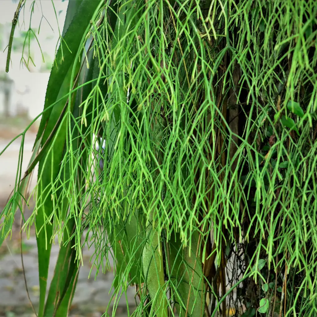 Pflanze Rhipsalis