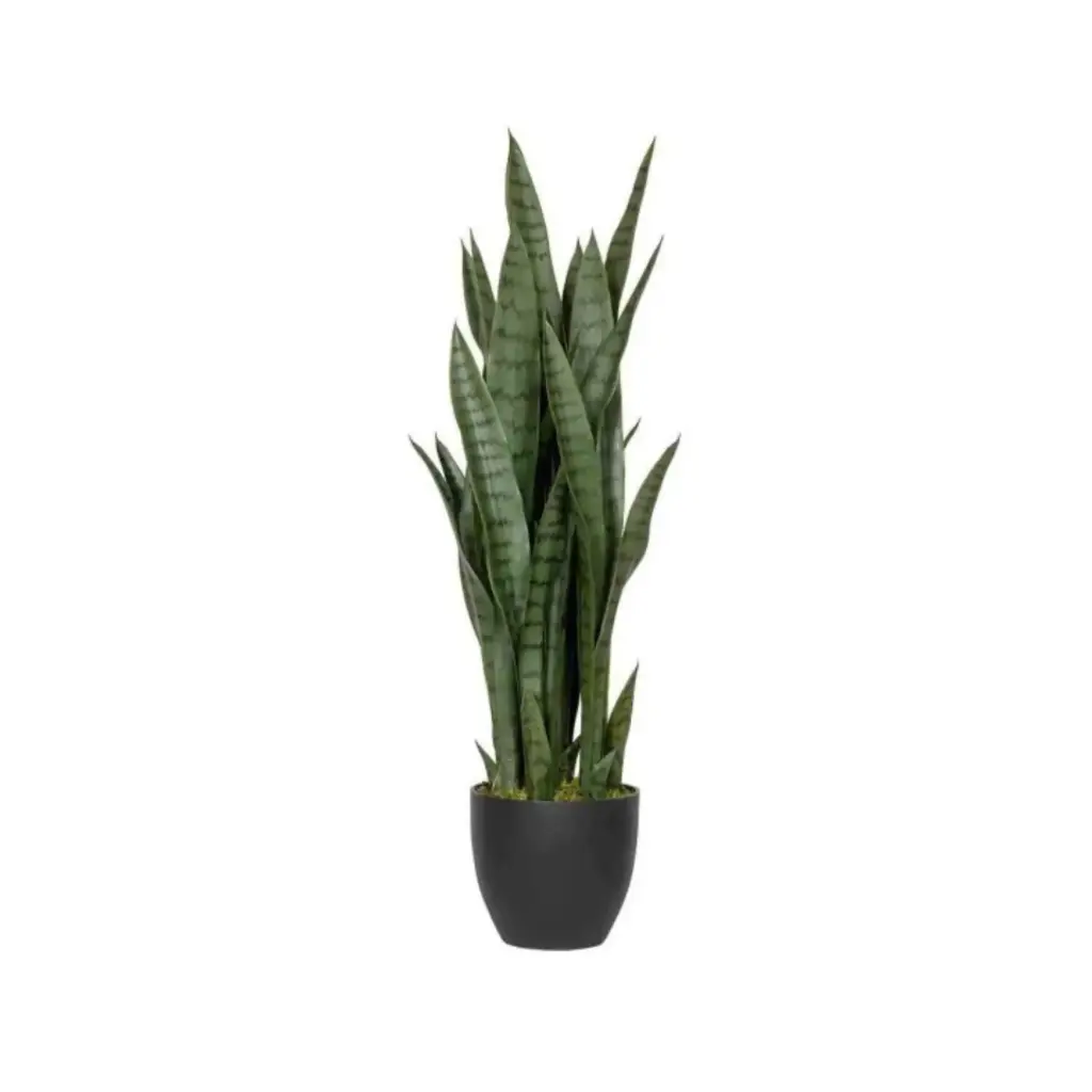 Pflanze Sansevieria