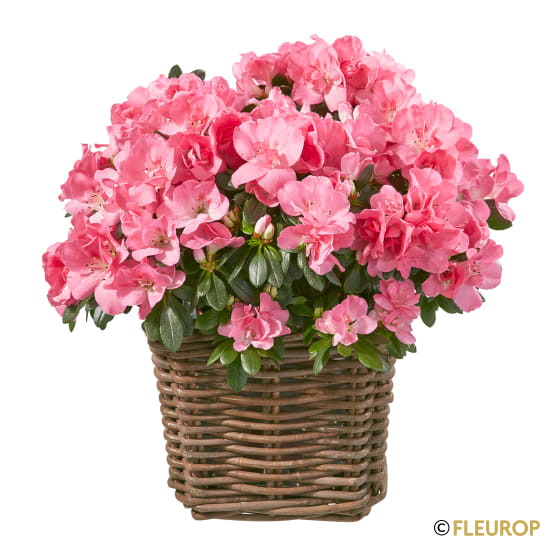 [57216] Azalee (rosa)