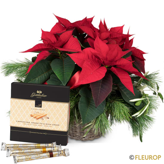 [78653] Christmas Dream (Weihnachtsstern) mit Gottlieber Hüppen «Special Edition for Fleurop»