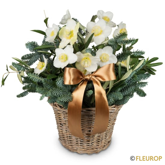 [78424] Eisprinzessin (Christrose)