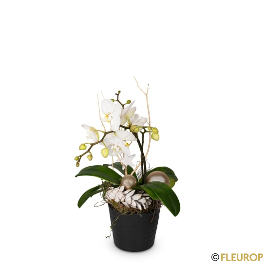 [77555-M] Festlich & edel (Orchidee) (Minimum)