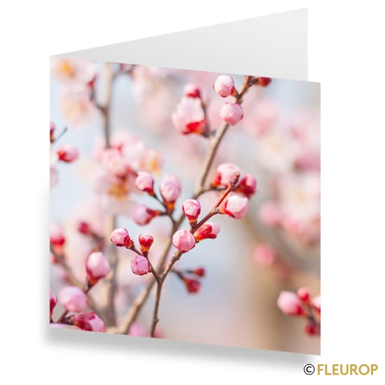 Karte Kirschblüten
