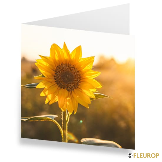 [87407] Karte Sonnenblume