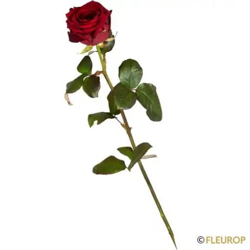 [75450] 1 rote Rose langstielig