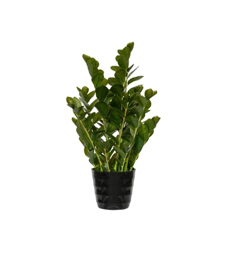 Zamioculcas Pflanze