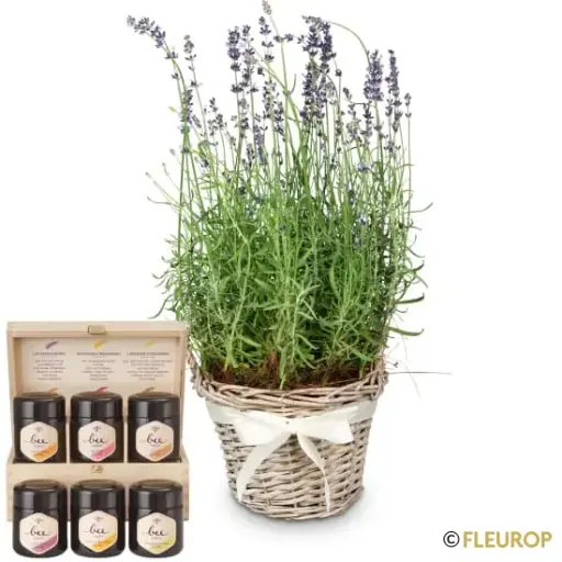 [82189] Duft der Provence (Lavendel) mit Honig Geschenk-Set von Bee-Family
