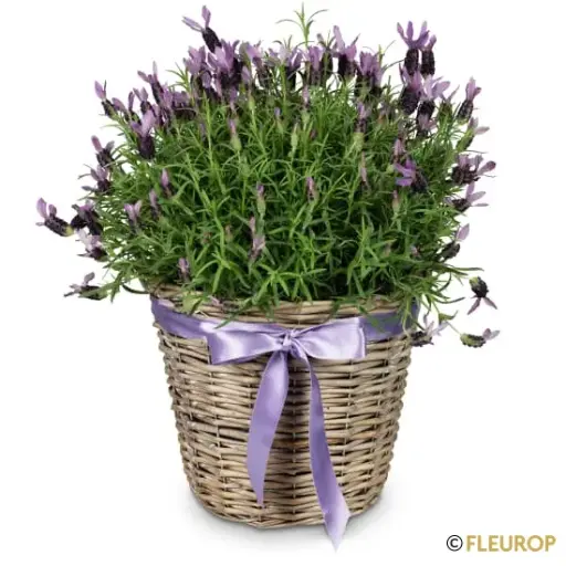 [80024] Duftender Sommergruss (Lavendel)