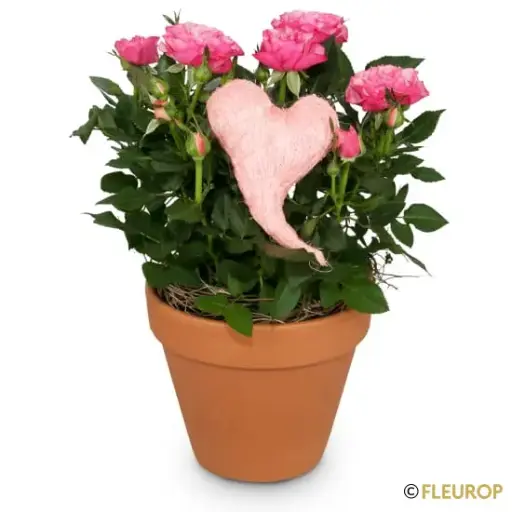 [76185] Herzliche Überraschung (Rosenpflanze)