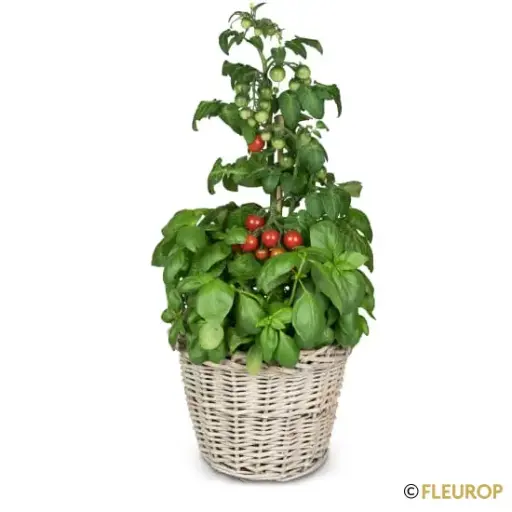[80177] Italian Feeling (Basilikum & Tomatenpflanze)